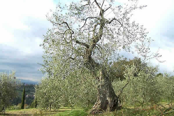 alter-olivenbaum