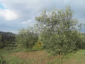 olivenbäume