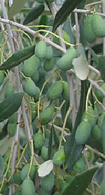 oliven toskana