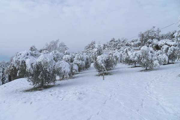 olivenbäume winter