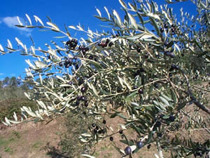 varieta olivi toscana